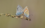 Common blue (Polyommatus icarus)